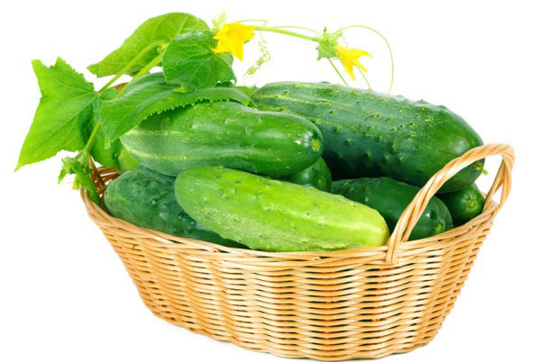 komkommers uit hun tuin