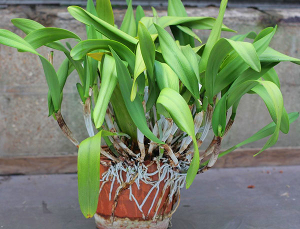 Satu ciri orkid adalah akar udara