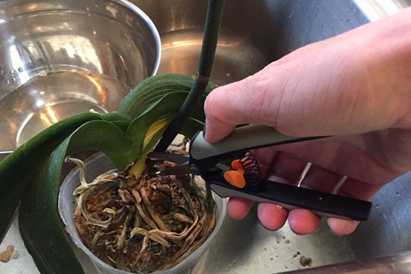 เพื่อให้พืชสามารถถ่ายโอนการปลูกถ่ายได้ง่ายควรเอาเข็มดอกออก