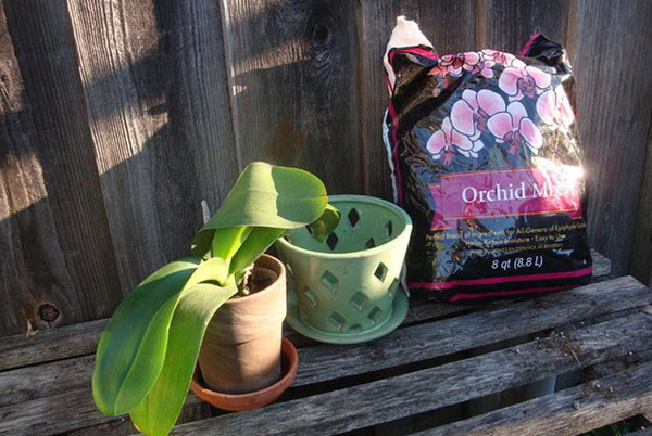 Untuk orkid memerlukan buku asas khas dan periuk dengan lubang