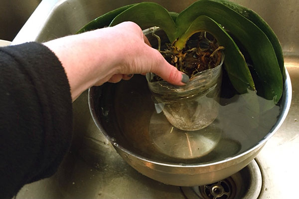 Orkid dalam periuk tua dicelup ke dalam air untuk dengan mudah melepaskan akar dari substrat