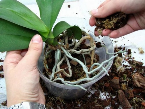 orkidé plantering