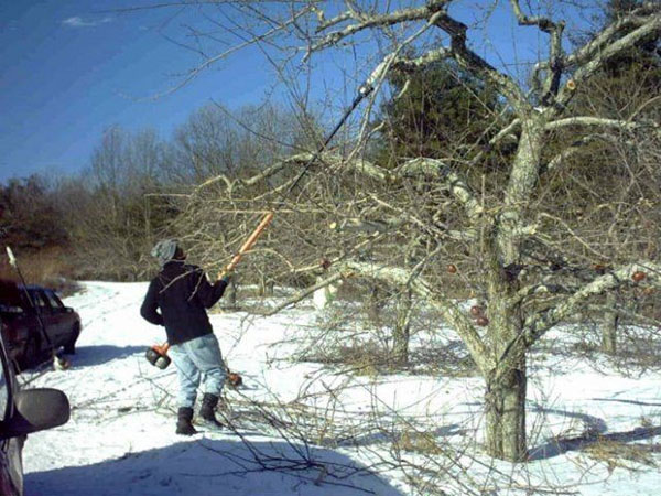 zimné prerezávanie ovocných stromov