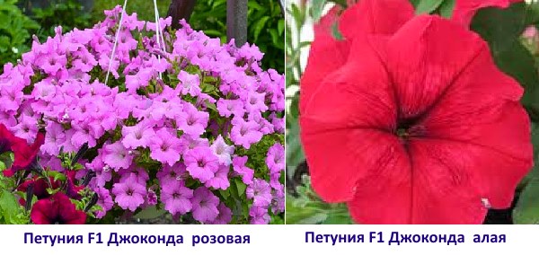 ภาพ Petunia F1 Gioconda สีชมพูและสีแดงเข้ม