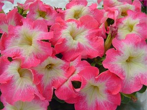 矮牵牛（Petunia grandiflora limbo）
