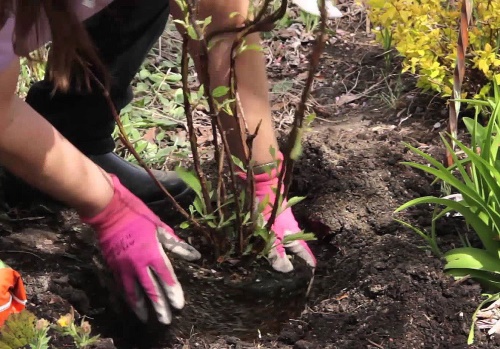 bagaimana untuk menanam hydrangea