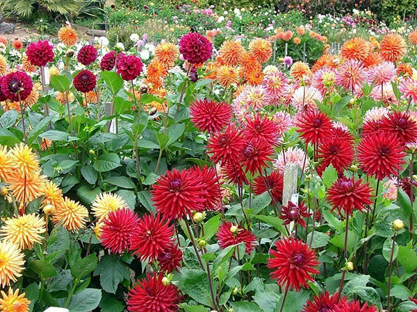 Blossom Dahlias av forskjellige varianter