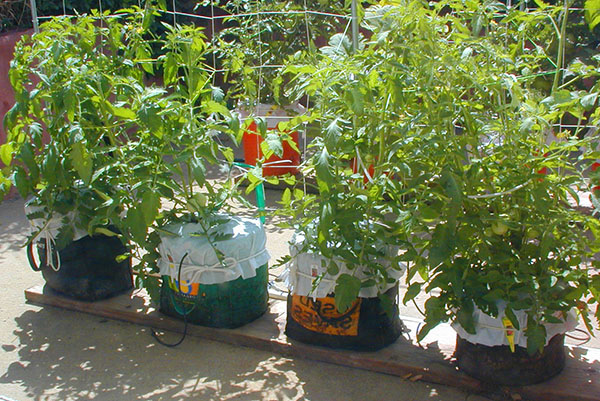 het kweken van groenten in containers