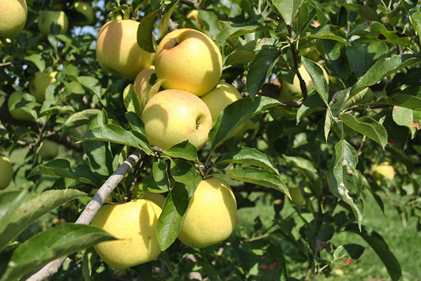 Основную часть сада занимают яблони