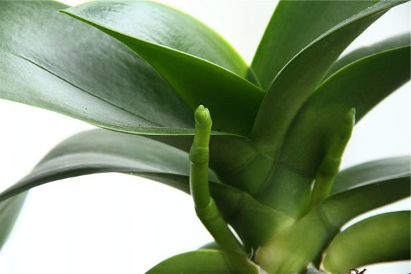 Orkidéen har en luftrot och en blomspik