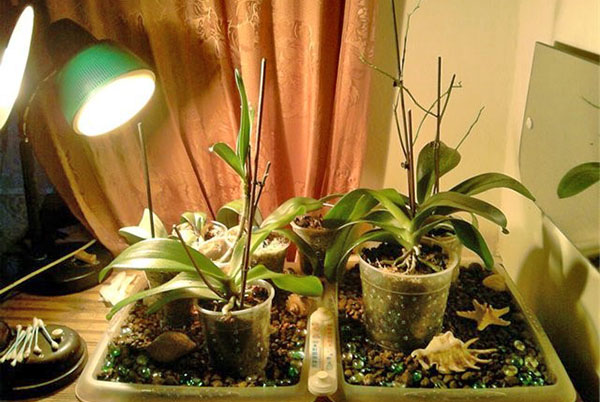 Para florescer no inverno, uma orquídea precisa de luz extra