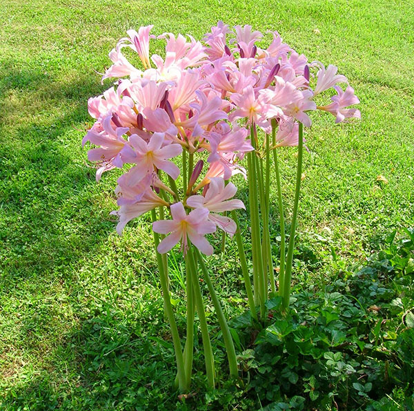 Mooie amaryllis-bloemen