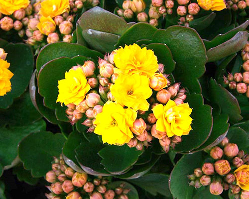 Evde, mağazada satın alınan Kalanchoe da çiçek açabilir