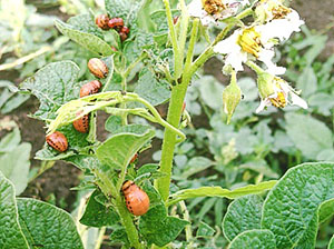 Kumbang kentang Colorado kerosakan batang kentang