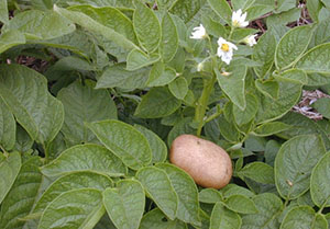 Blomningen av potatisen påverkar inte utbytet