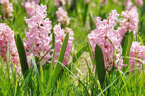 Gazon van hyacinten