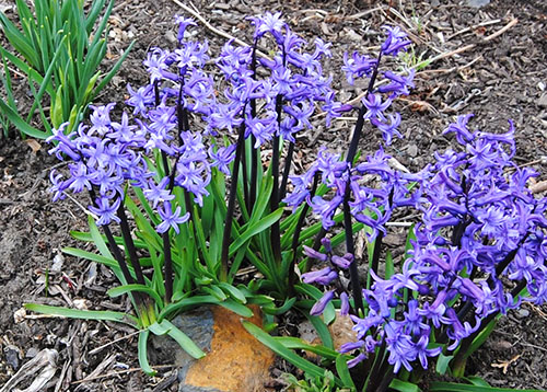 Hyacinthus die zijn bloesem verliest