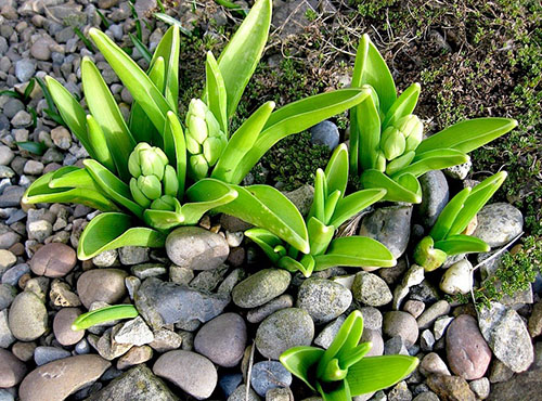 De bloei van hyacinten begint