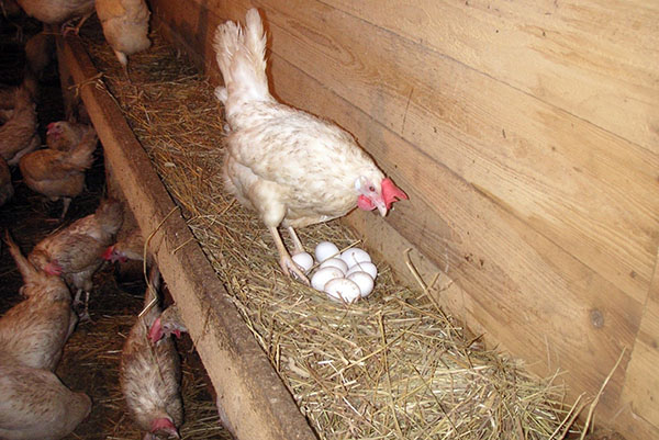 De kip heeft een ei neergehaald