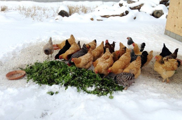 Dieet van kippen voor kippen in de winter