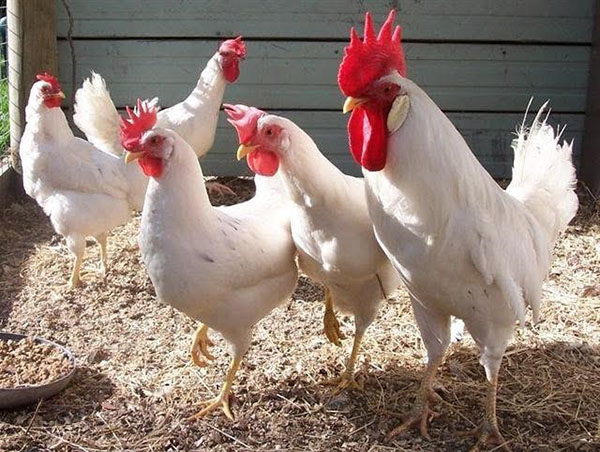 Vajcia-účtované kurčatá