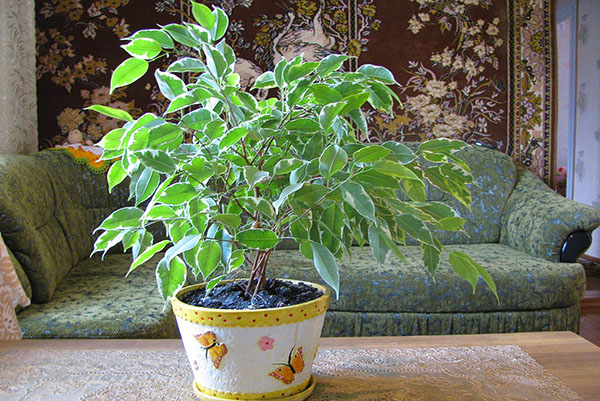 Ficus Benjamin în interior
