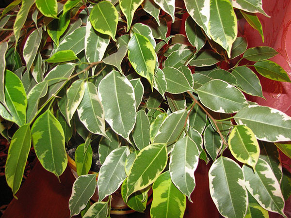Бењаминова здрава листја