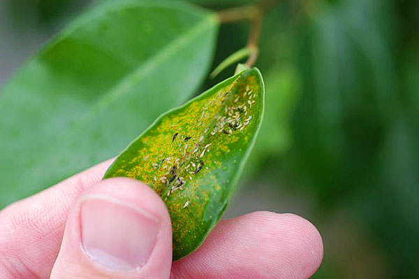 已经在植物上定居的害虫也会引起植物的疾病