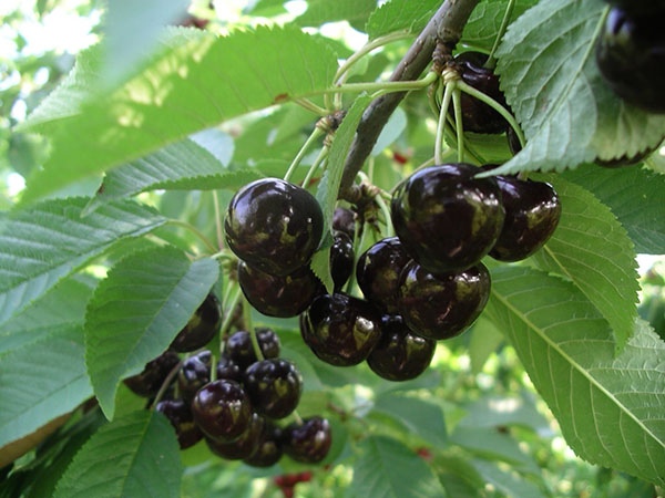 velike plodove tamne boje