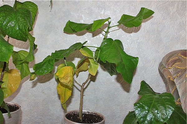 Rastlina s chorými listami nekvetú