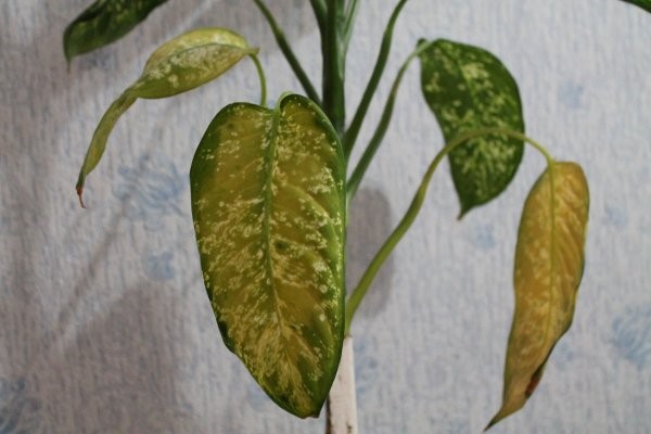 Vzrok za rumenenje listja je lahko virusne, glivične ali bakterijske bolezni