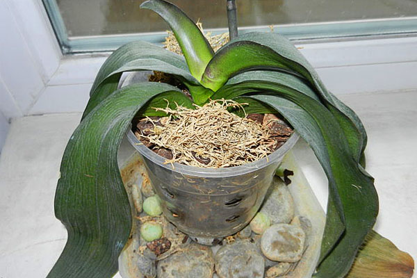 Pada musim sejuk, tumbuhan di tingkap boleh mengalami radang dingin