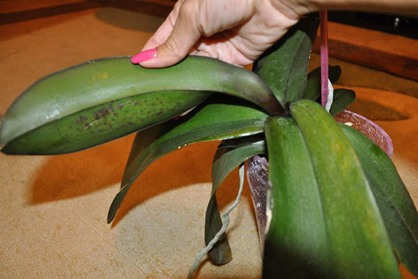 Daun daun dalam orkid mungkin tidak mencukupi atau menyiram berlebihan