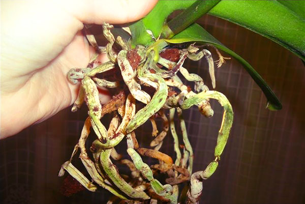 Sistem akar yang rosak boleh memberi pemakanan kepada daun