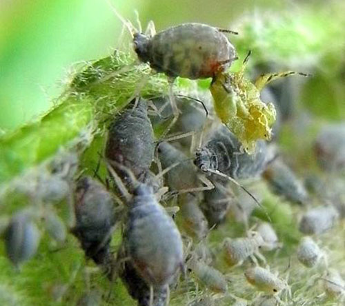 在植物上的蚜虫