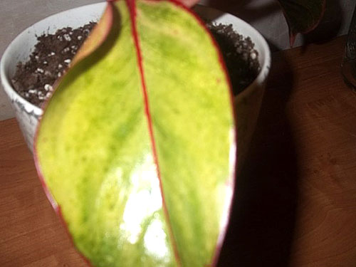 Aglaonema植物的特点是生长缓慢