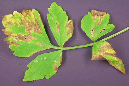 Peronosporoz frunze de pătrunjel