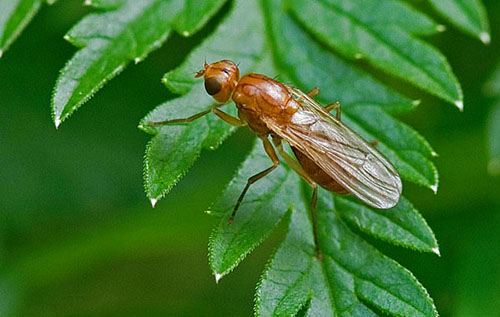 Морковная муха повреждает листву петрушки