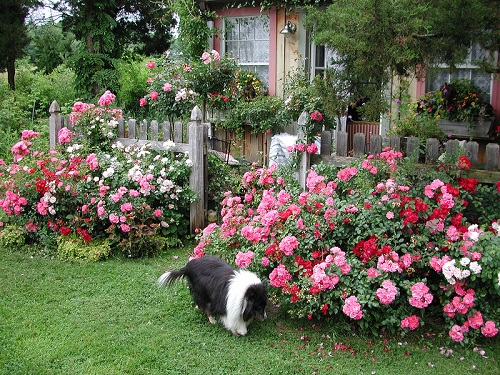 rožės prie tvoros