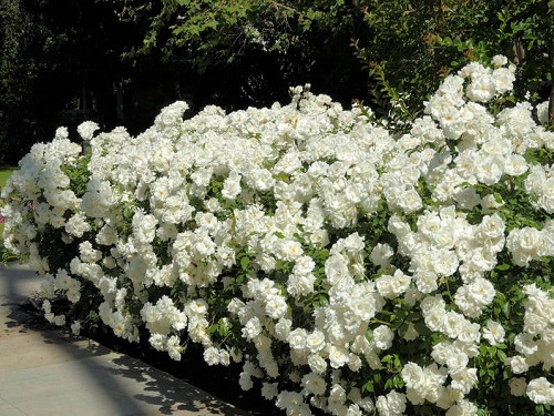 baltos rožės