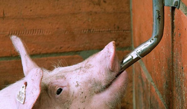 Брадавица пије чашу у свињцу