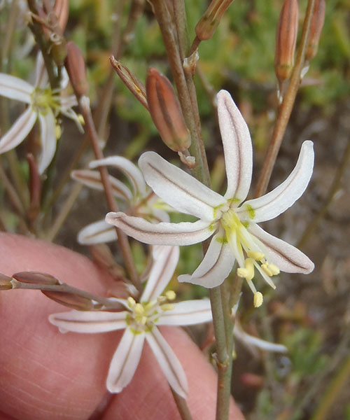 Blomstring av trachyander