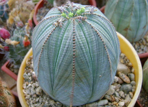 Euphorbia fett