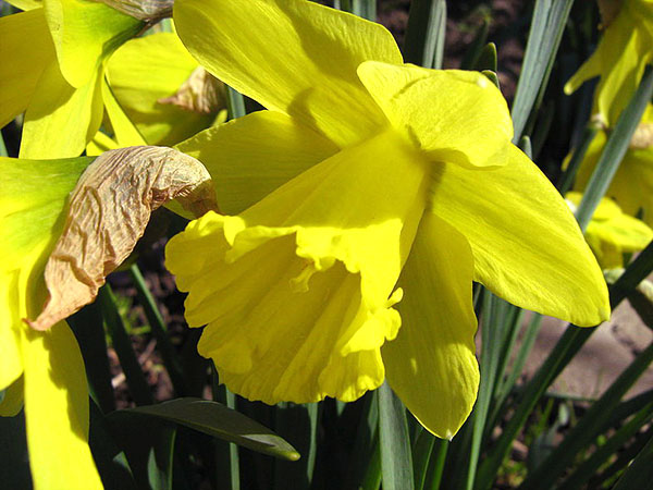 Narcissus Spelbinger