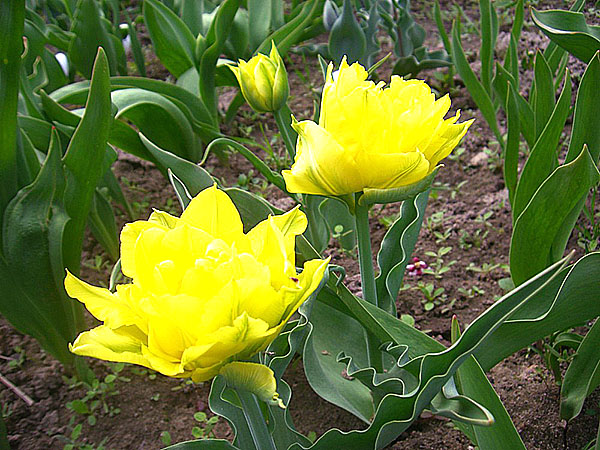 Tulip Monte Carlo
