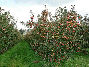 Lângă livezile de mere din Moscova
