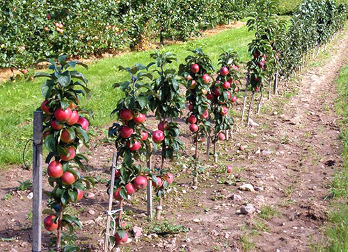 Jabuka stabala od Vasyugan raznolikost