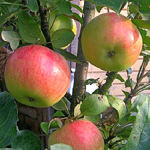 Árvore de maçã em forma de cólon