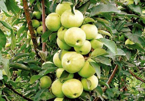 แอปเปิ้ลต้นไม้ Malyukha