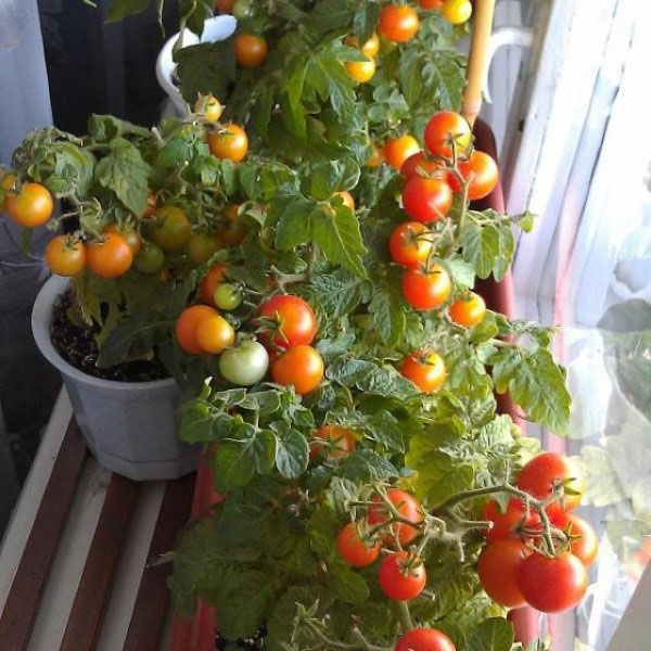 窗台上的西红柿